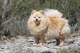 SPITZ ALLEMAND 311